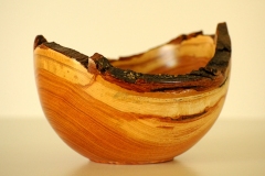 Honey Locust - 7W x 5H - by Dan D